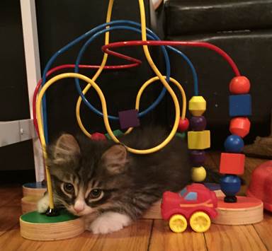 Kitten in baby toy